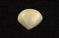 藏品(普通文蛤)的圖片